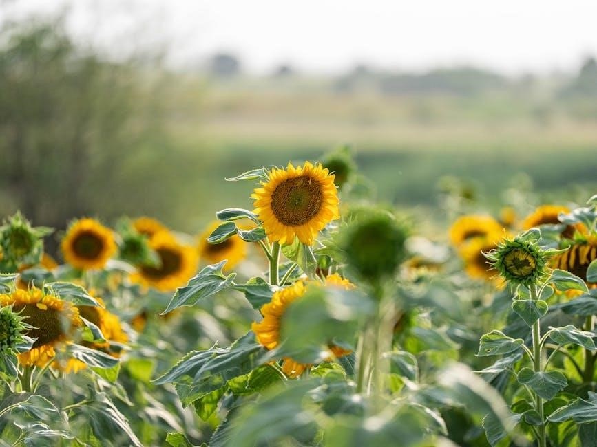 the sunflower on the possibilities and limits of forgiveness pdf